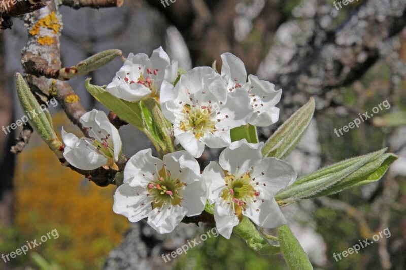 Pear Pear Blossom Blossom Bloom Branch