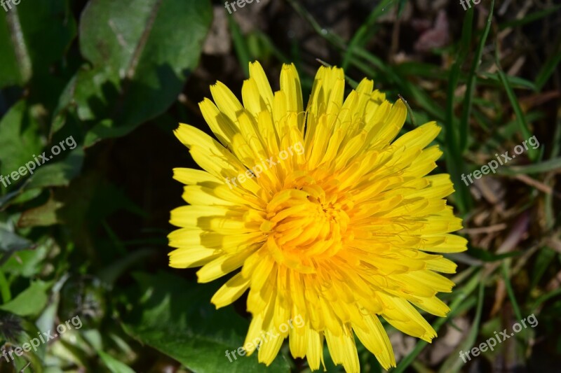 Flower Dandelion Yellow Flower Flower Petals Yellow Petals