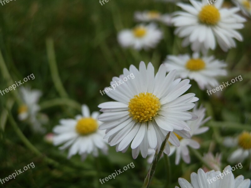 Daisy Daisies White Daisies Wild Wildflower