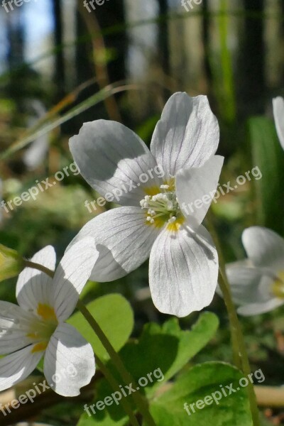 Flower White Spring Sorrel Free Photos