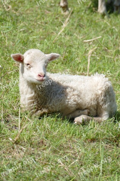 Sheep Lamb Farm Free Photos