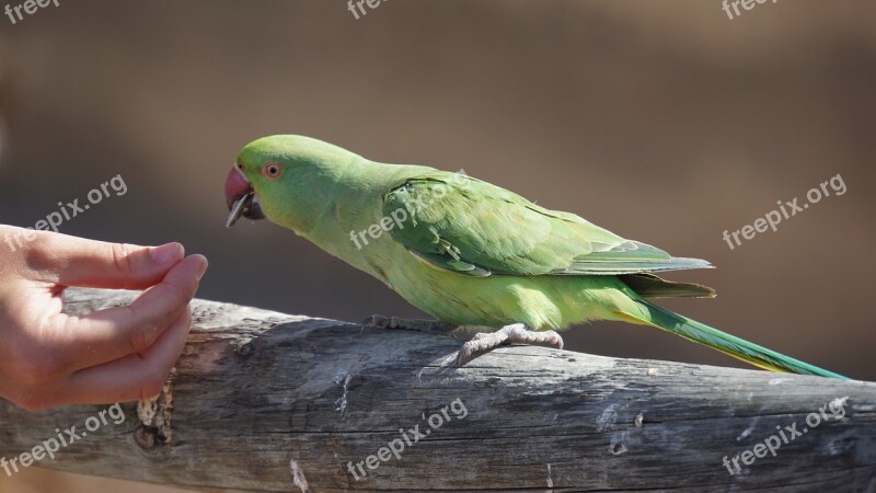 Parrot Green Wild Bird Plumage