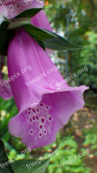 Flower Foxglove Purple Free Photos