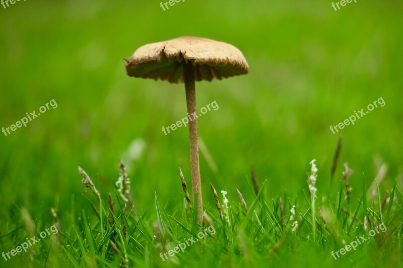 Mushroom Fresh Natural Strains Free Photos