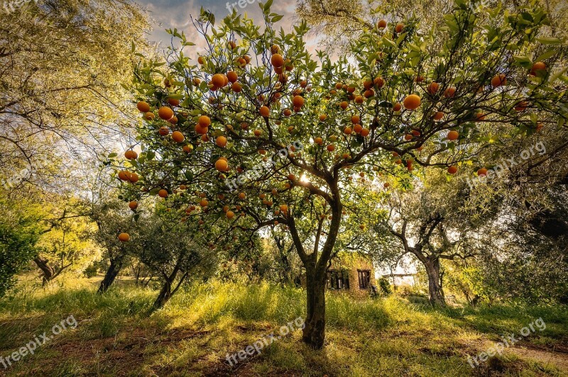 Tree Sunbeam Sunlight Nature Orange Tree