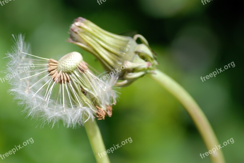 Dandelion Nature Flower Plant Summer