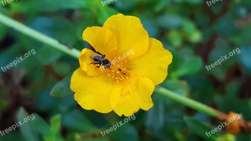 Flower Nature Honey Free Photos