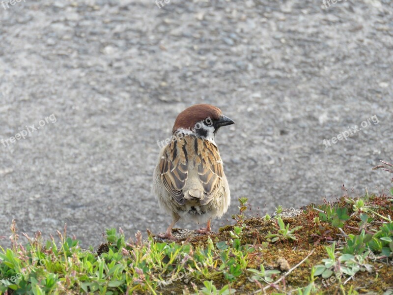 Japan Natural Landscape Animal Wild Birds