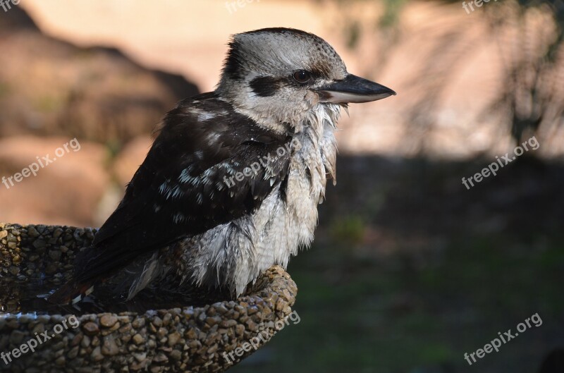 Bird Kookaburra Australia Free Photos