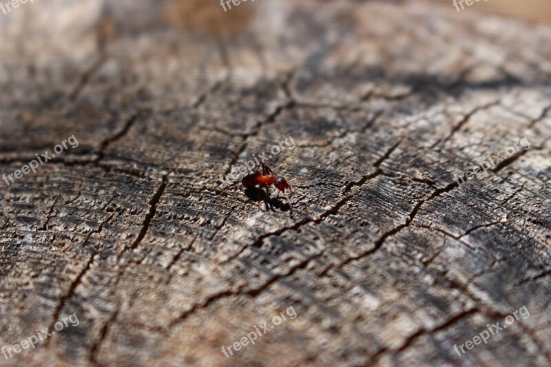 Wood Ant Tree Nature Animal