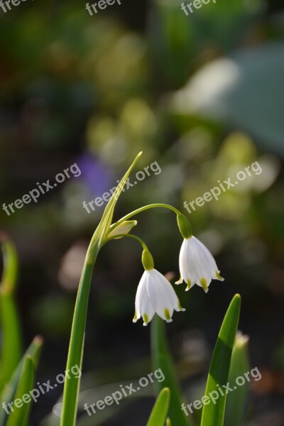 Flower Plant Spring Garden Summersnowflake