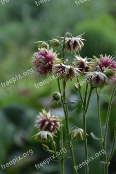 Flower Plant Garden Columbine Flora