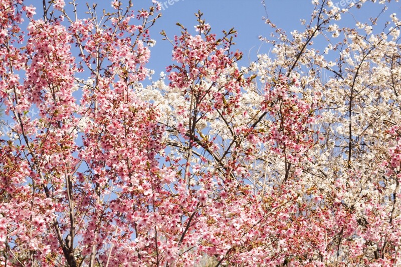 Flowers Clusters Pink Branches Branches Free Photos