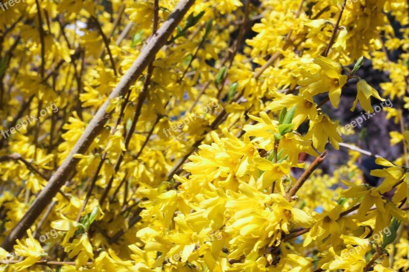 Flowers Clusters Yellow Flowers Free Photos