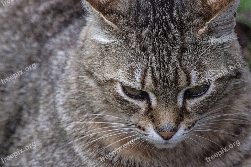 Cat Animal Cats Fur Tiger