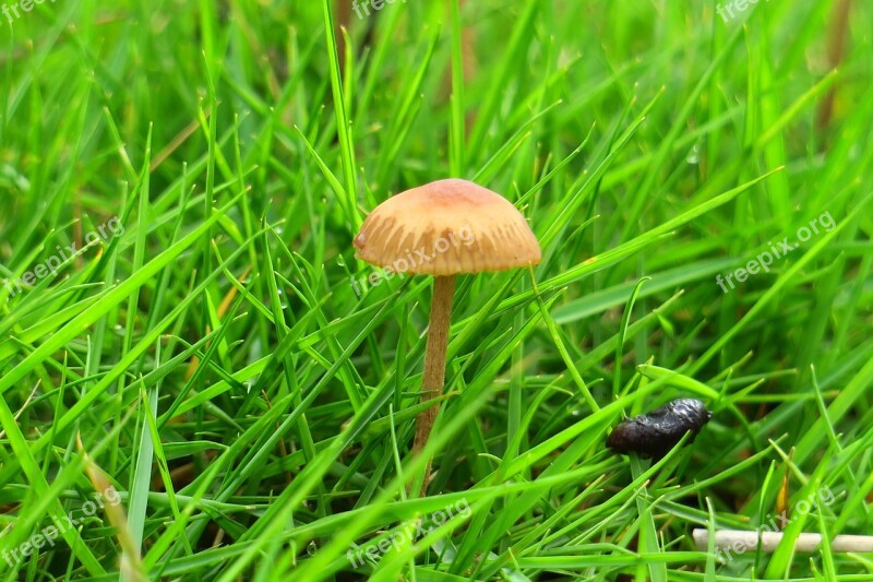 Mushroom Fresh Natural Strains Free Photos