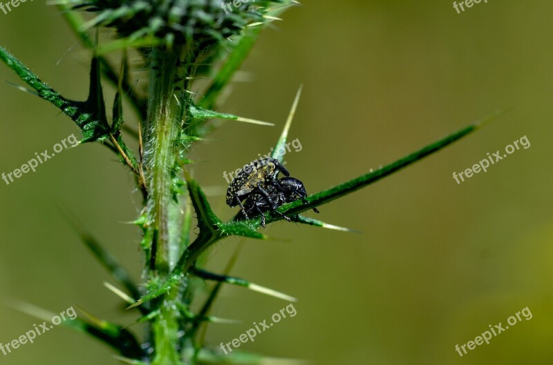 Big Weevil Nature Insect Pair Beetle