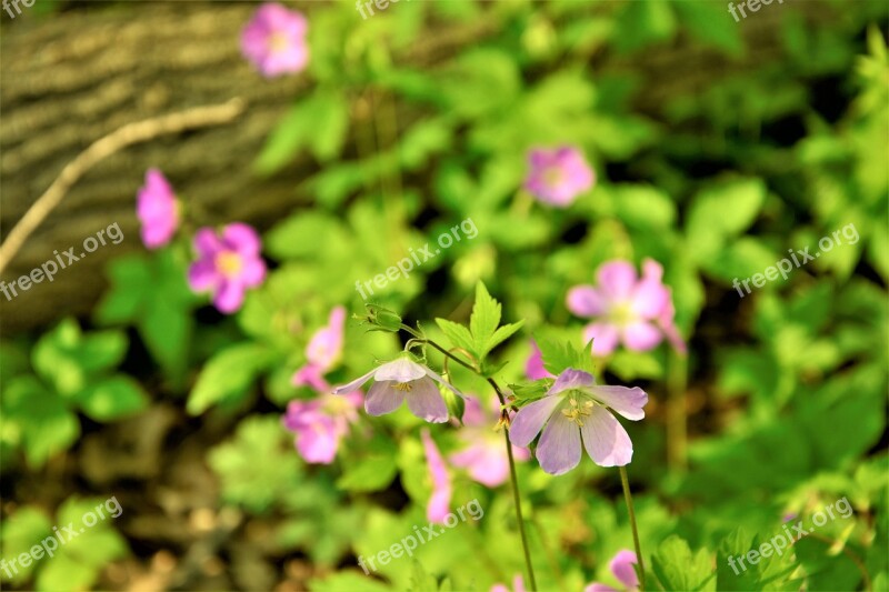 Wildflowers Blossom Bloom Cosmea Closeup