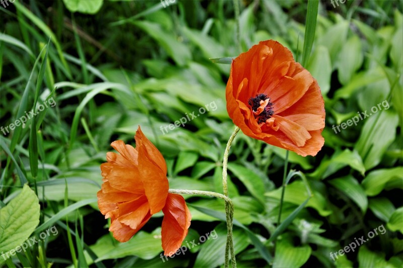 Poppy Poppy Flowers Red Blossom Bloom Closeup