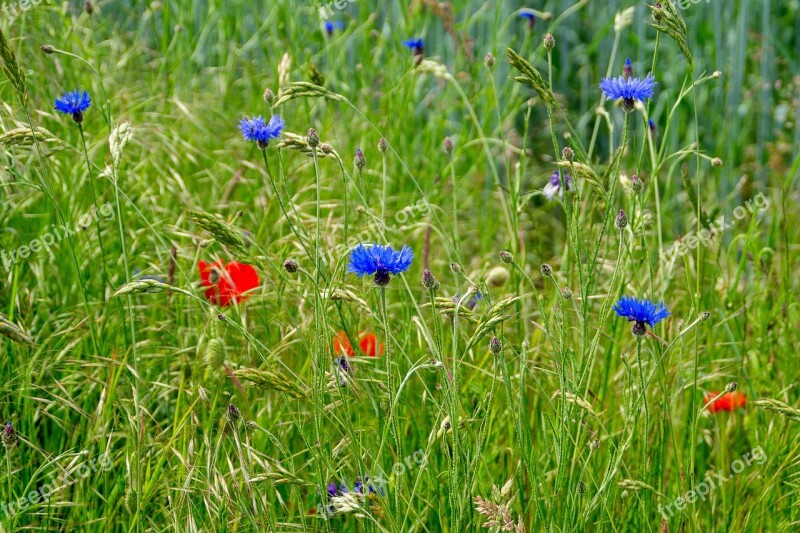 Field Flowers Red Blue Wildflowers Free Photos