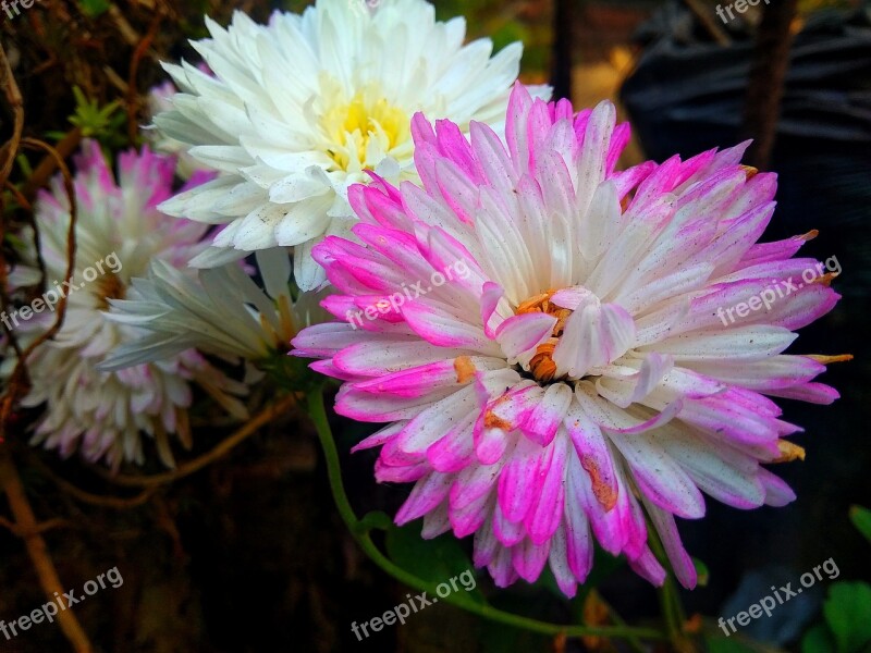 Pink White Chrysanthemums Flower Blossom