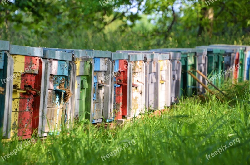 Bees Beekeeping Hive Beehive Gated Community