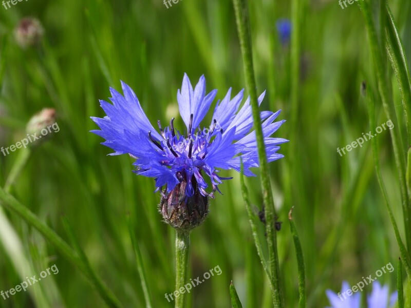 Cornflower Flower Spring Field Meadow