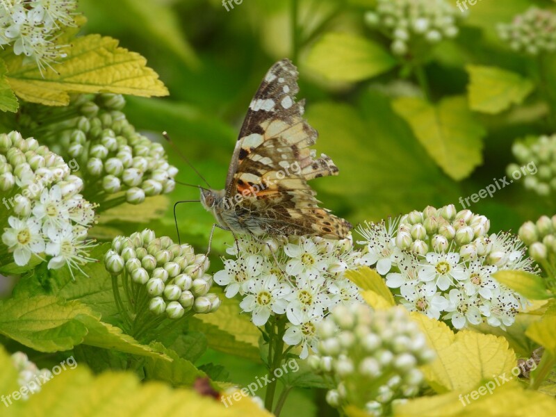 Butterfly Spring Colored Flowers Insect