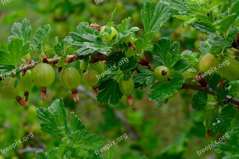 Garden Gooseberries Fruit Vitamins Fresh