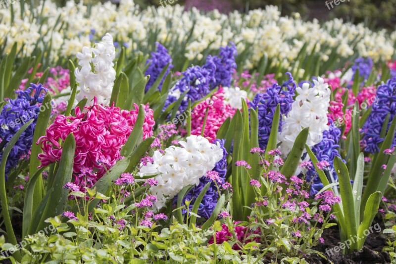 Purple White Pink Hyacinths Floral