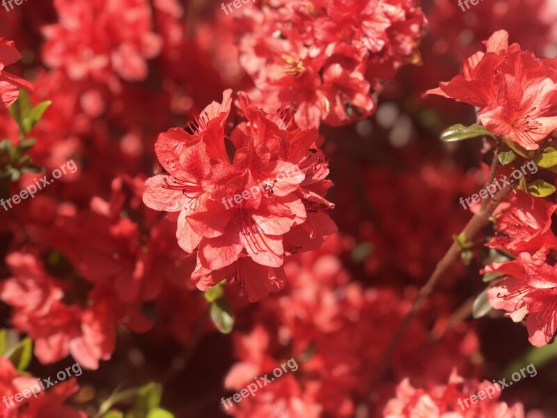 Azalea Royal Azalea Red Flowers Plants Flowers