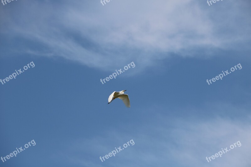 Ardea Alba Bird Water Lake Egret