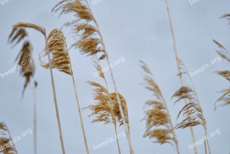 Phragmites Australis Reed Nature Wind Lake