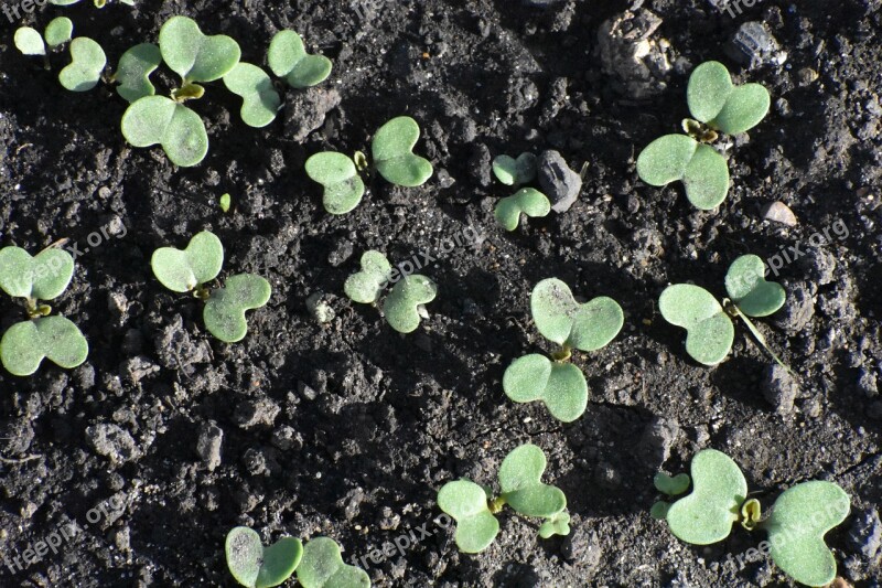 Spring Sprouts Shoots Mustard Nature