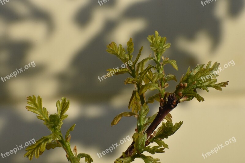 Spring Oak Shoots Young Branch