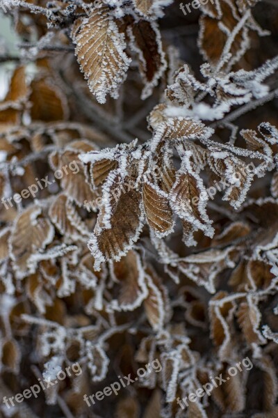 Winter Snow Landscape Cold Nature