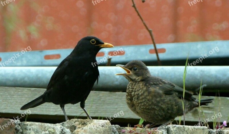 Blackbird Bird Nature Animal World Spring