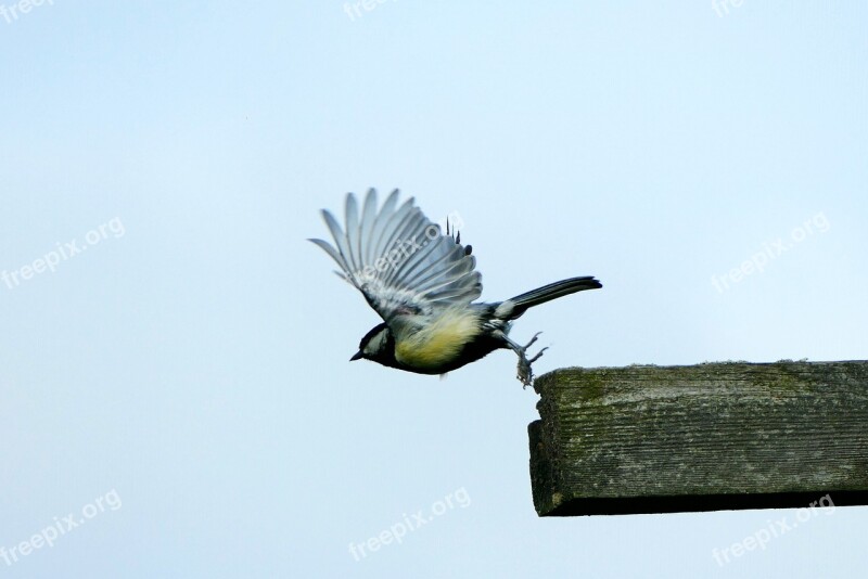 Tit Garden Bird Songbird Blue Tit