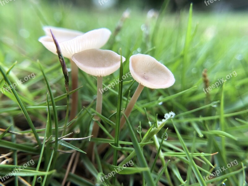 Mushroom Fresh Natural Strains Free Photos