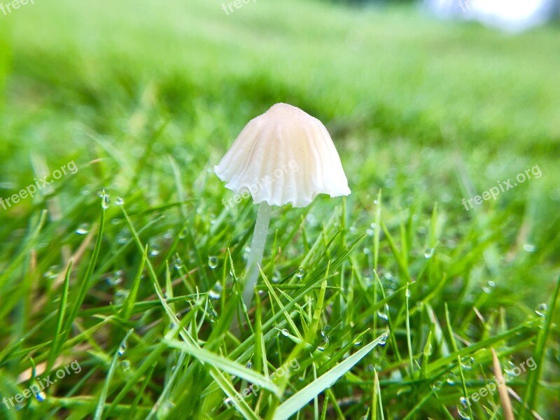 Mushroom Fresh Natural Strains Free Photos