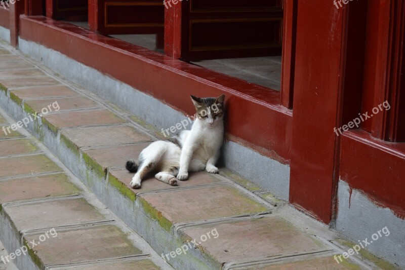 Vietnam Hanoi Asia Cat Heat