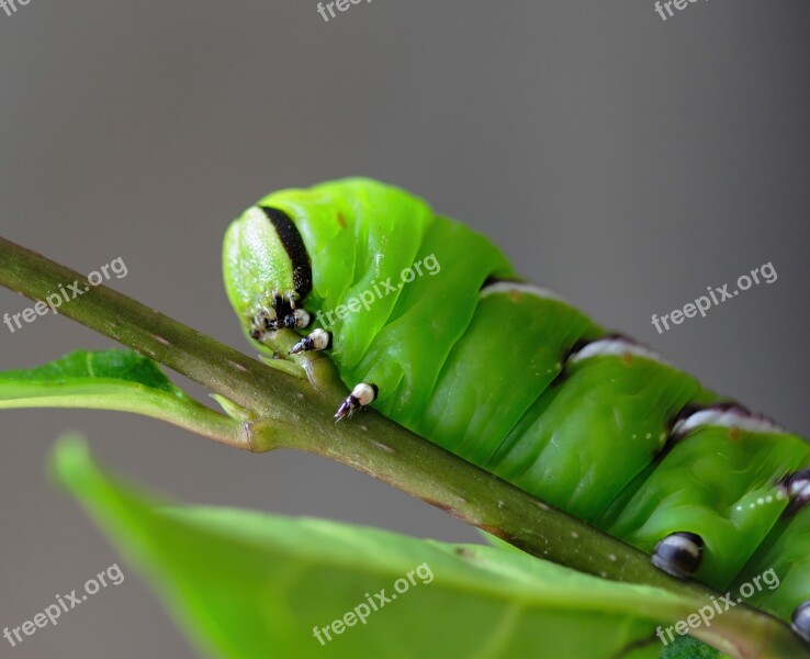 Privet-hawk-moth Caterpillar Green Horn Tail