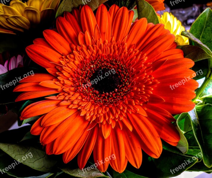 Flower Orange Bloom Nature Garden