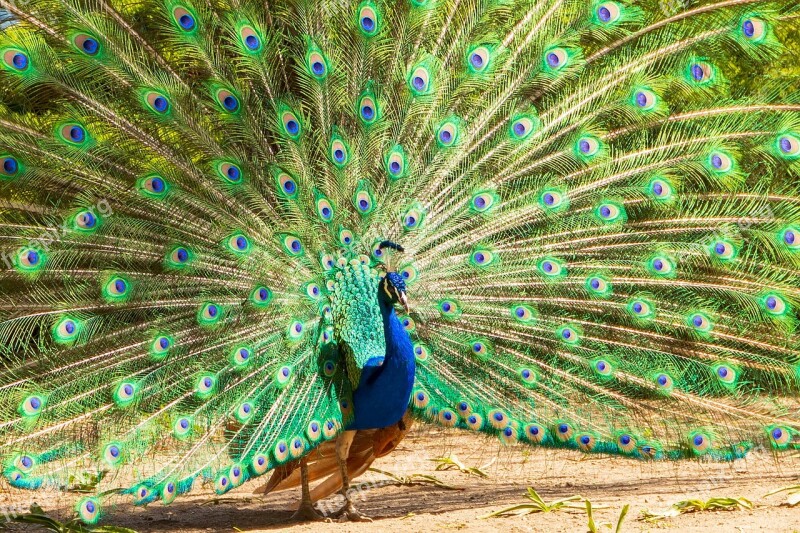 Peacock Feather Color Colorful Plumage