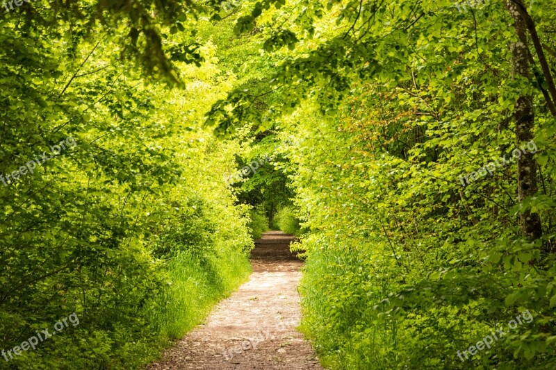 Away Nature Light Trees Path