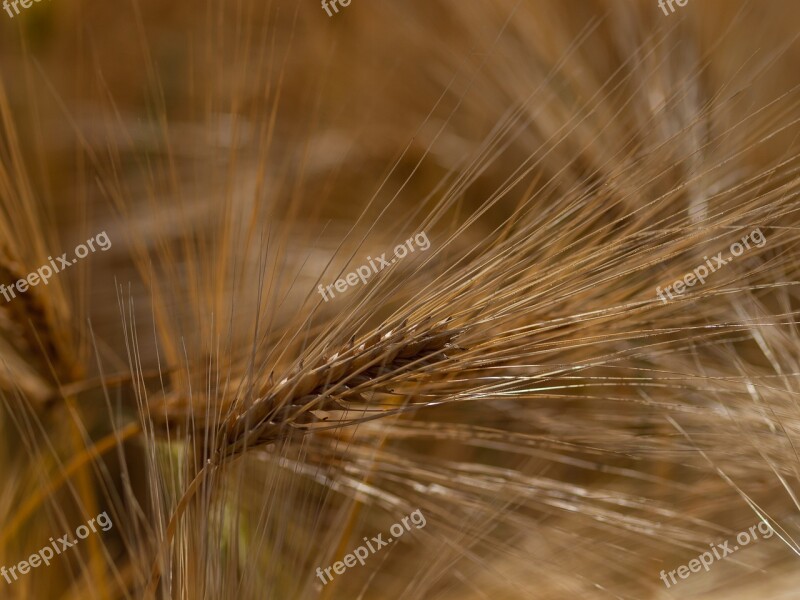 Cereals Field Nature Agriculture Wheat