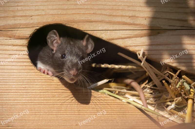 Nature Animals Mammals Rodents Mice