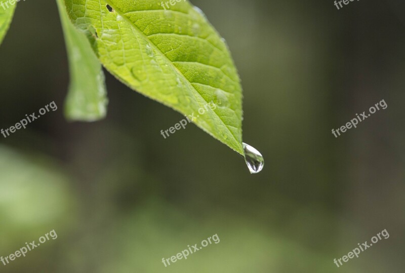 Leaf Drip Water Nature Rain