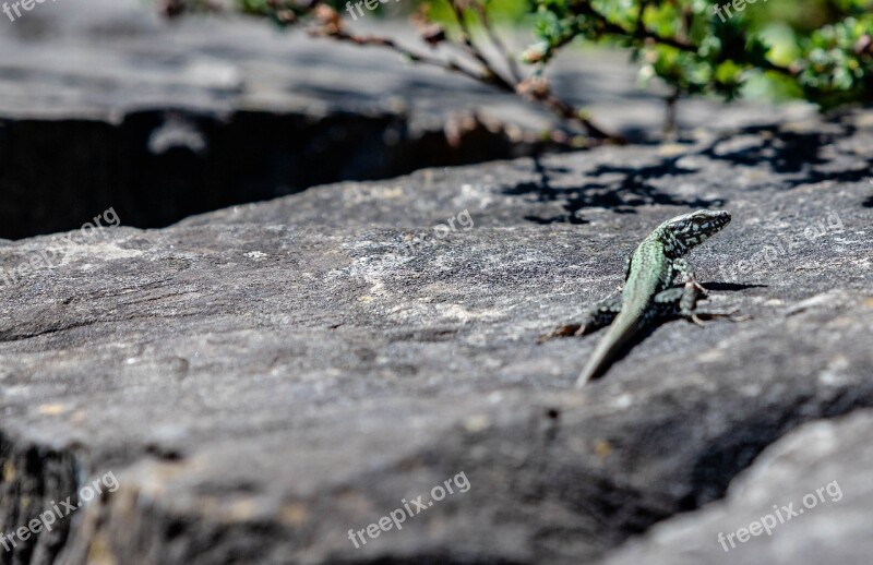 Lizard Stone Reptile Animal Nature