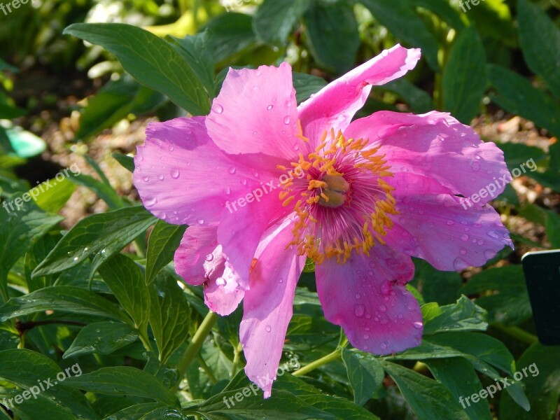 Peony Pink Blossom Bloom Free Photos